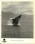 1989 Press Photo In Vestron Video Movie Whales - NOC56203. Fixed Price $24.99.